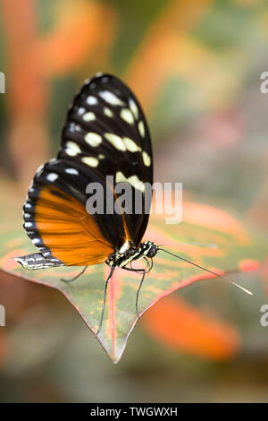 Eine Plain tiger Schmetterling auf ein Blatt im Victoria Butterfly Garden in BC. Stockfoto