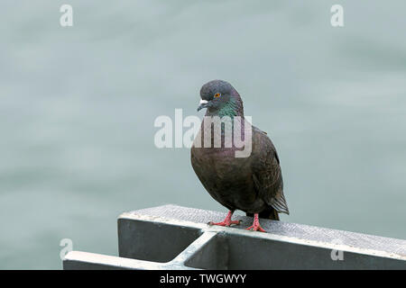 Eine bunte Taube ist auf einem Pfosten in Friday Harbor, Washington thront. Stockfoto