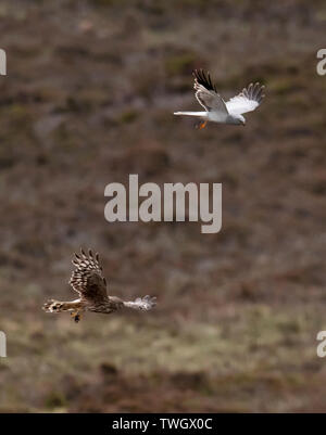 Ein paar der Henne Harriers (Circus cyaneus) eine dramatische Essen pass durchführen, bevor Frau kehrt zum Nest mit der Beute, North Uist, Äußere Hebriden, Schottland Stockfoto