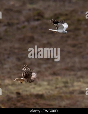 Ein paar der Henne Harriers (Circus cyaneus) eine dramatische Essen pass durchführen, bevor Frau kehrt zum Nest mit der Beute, North Uist, Äußere Hebriden, Schottland Stockfoto