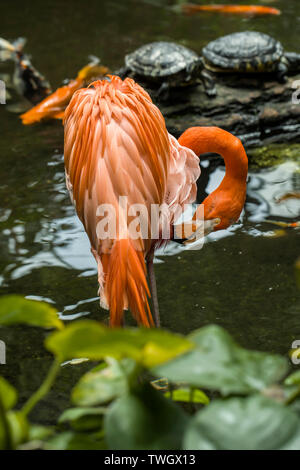 Ein rosa Flamingo preens selbst in einem botanischen Garten in der nähe von Victoria, BC, Kanada. Stockfoto