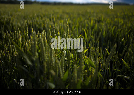 Thaxted Essex England UK. 20. Juni 2019. Weizen Ohren in einem Feld in der Nähe Thaxted Essex UK Reifung Stockfoto