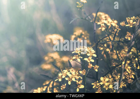 Schönen Senf gelb Blumen blühen auf wilde Feld im Abendlicht. Geringe Tiefe. Abstrakte Natur Hintergrund. Kreative pastell Tönen. Gruß Auto Stockfoto