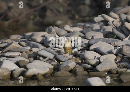 Goldfinch Grün springt auf einen Stein in der Nähe des Flusses Trinkwasser Stockfoto