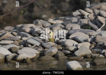 Goldfinch Grün springt auf einen Stein in der Nähe des Flusses Trinkwasser Stockfoto