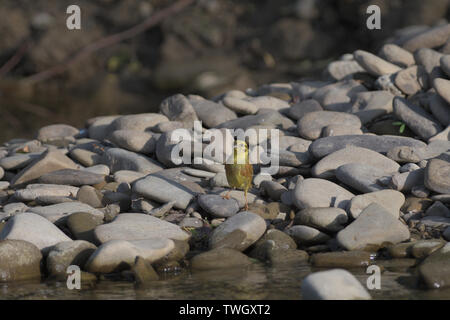 Goldfinch Grün springt auf einen Stein in der Nähe des Flusses Trinkwasser Stockfoto