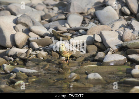 Goldfinch Grün springt auf einen Stein in der Nähe des Flusses Trinkwasser Stockfoto