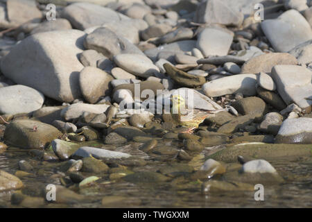 Goldfinch Grün springt auf einen Stein in der Nähe des Flusses Trinkwasser Stockfoto