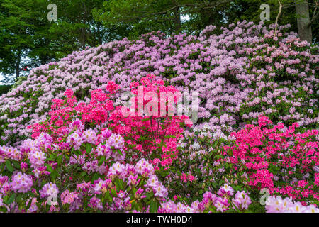 Azaleen und Rhododendren blühen im Garten. Stockfoto