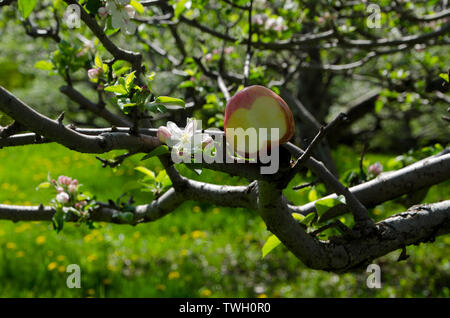 Apple auf Zweig der Baum mit einem Bissen neben einem Apple Blossom in Apple Orchard, Feder, Maine, USA nehmen Stockfoto