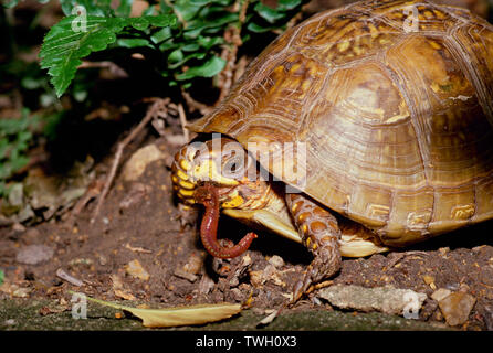 Eine gemeinsame, Schildkröte, Terrapene Carolina, in einem Garten im Hinterhof essen einen Regenwurm mit Mund voll, Garten, Missouri, USA Stockfoto