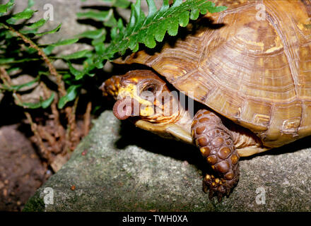 Eine gemeinsame, Schildkröte, Terrapene Carolina, in einem Garten im Hinterhof essen einen Regenwurm mit Mund voll, Garten, Missouri, USA Stockfoto