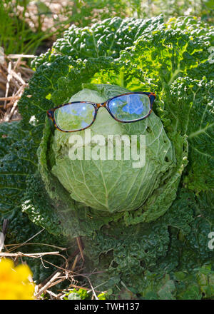 Leiter der Grünkohl das Tragen einer Lesebrille und ein dummer in der Gemeinschaft Garten, Yarmouth, Maine, USA wachsenden Gesicht Stockfoto