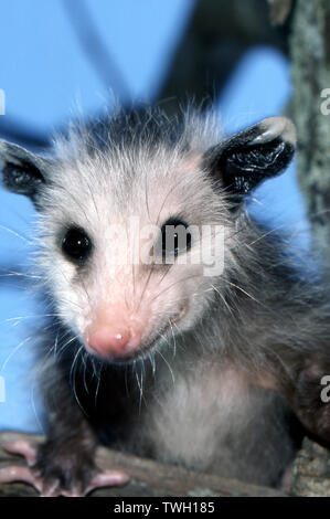 Adorable Baby Possum Gesicht saß in der Zweig eines Baumes in ein Abend mit einem blauen Himmel, Missouri, USA Stockfoto
