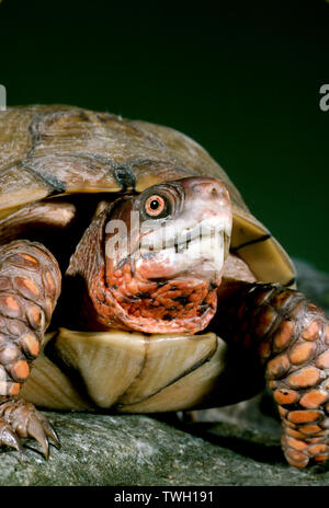 Terrapene carolina Triunguis, gemeinsame Box Turtle mit einem freundlichen wachsames Gesicht in einem Garten im Hinterhof, Missouri, USA Stockfoto