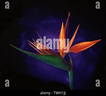 Ein paradiesvogel Blume als Teil einer hell gestrichenen weries von nphotographs in studeo. Stockfoto