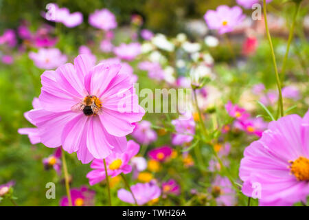 Biene sammeln Pollen auf Blüte von Cosmos flower garden in voller Blüte Stockfoto