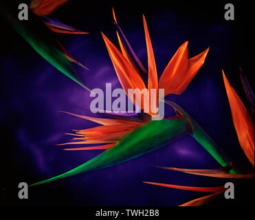 Eine Gruppe von Bird Of Paradise Blüten Licht gemalt, als Teil einer Serie von Fotografien im Studio. Stockfoto