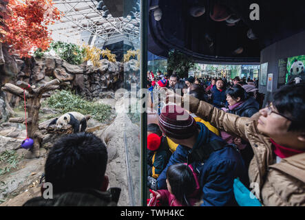 Touristen beobachten Panda Panda Bär im Haus in Beijing Zoo in Peking, China Stockfoto