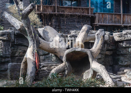 Schlafen Pandabär in neuen Panda House in Beijing Zoo, China Stockfoto