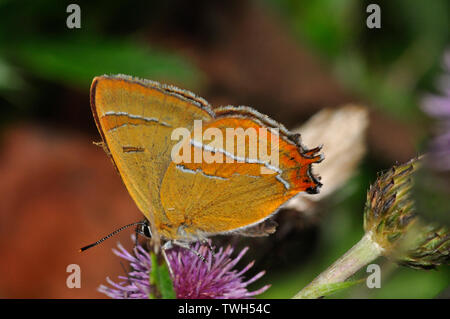 Braun Hairstreak", Thecla betulae". Schmetterling, auf Distel, August bis September, Dorset, Großbritannien Stockfoto