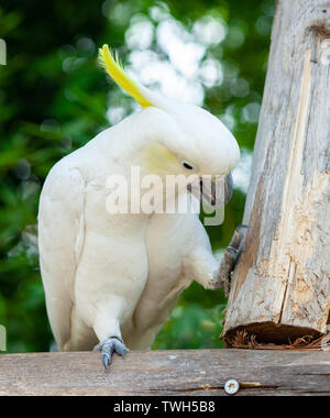 Weißen Schwefel-Crested Cockatoo, Cacatua galerita, portrait Nahaufnahme mit grünem Hintergrund. Stockfoto