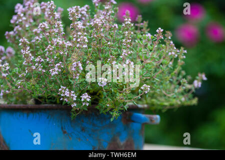 Thymian, Echter Thymian, Römischer Quendel, Kuttelkraut, Gartenthymian, Garten-Thymian, Thymus vulgaris, Thymian, gemeinsame Thymian, Garten Thymian Thymian, Le co Stockfoto