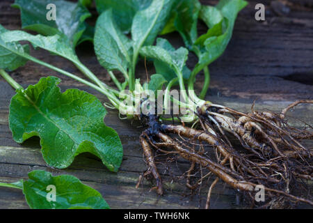 Beinwell, Wurzel, Wurzeln, Beinwell-Wurzel, Beinwell-Wurzeln, Beinwellwurzel, Beinwellwurzeln, Ernte, Wurzelernte, Gewöhnlicher Beinwell, Arznei-Beinw Stockfoto