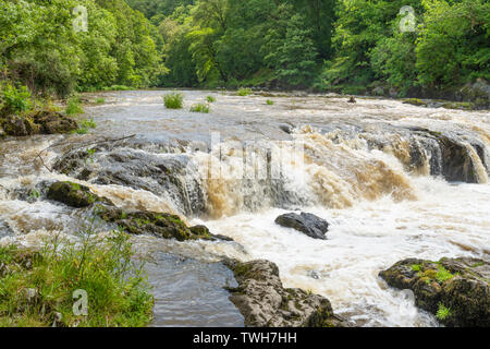 Die Wasserfälle (Wasserfälle) auf dem Fluss Teifi im Dorf Cenarth in Carmarthenshire, Wales, Großbritannien Stockfoto