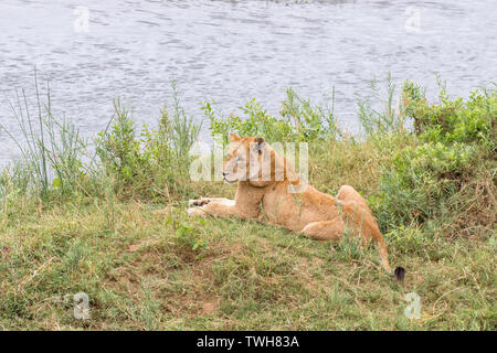 Ein junger Löwe Panthera leo, liegen neben der Letaba Fluss Stockfoto