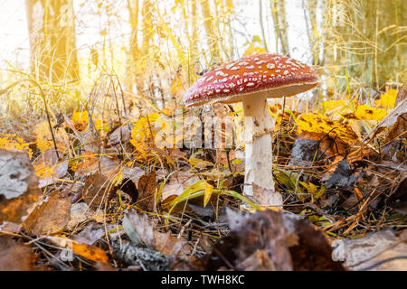 Amanita muscaria ist ein schöner Pilz, aber sehr giftig. Wächst in den Wald. Ersten Frost. Gefrorene fly Agaric. Stockfoto