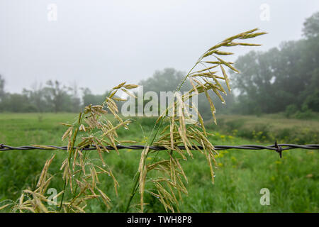 Native hohes Gras mit Morgentau im Nebel. Midewin nationalen Tallgrass Prairie, Illinois. Stockfoto