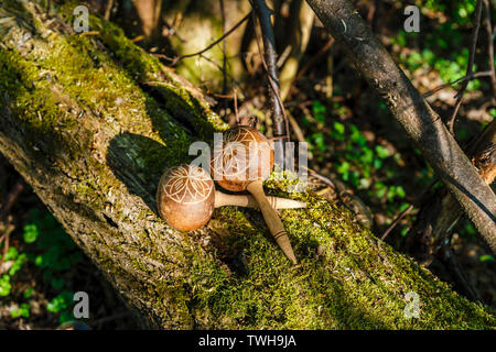 Kubanische maracas liegen auf einem alten Baum mit Moos. Traditionelles Musikinstrument aus natürlichen Materialien. Stockfoto