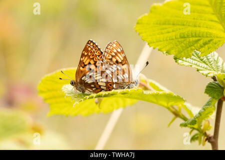 Zwei passende Kleine Perle - grenzt fritillary Stockfoto