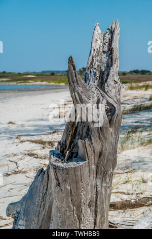 Verfallende Baumstumpf hautnah auf einer sehr sonnigen Strand in Jekyll Island, Georgia Küste Stockfoto