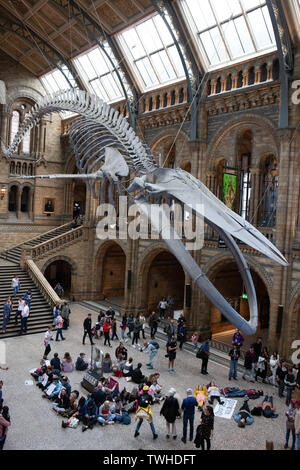 Aussterben Rebellion Demonstranten am Natural History Museum gegenüberliegende NHM-Hosting ein Abendessen für den Petroleum Gruppe der Geologischen Gesellschaft. Stockfoto