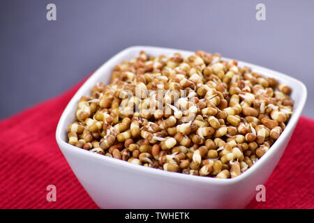 Sprossen in Schüssel, Makro Bild von Sprossen, mung Sprossen Stockfoto