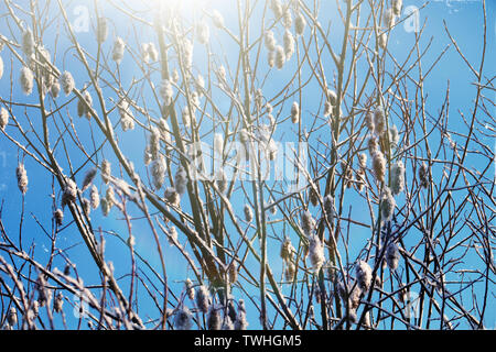 Flauschige willow Ohrringe, Schwänze Lambs wiegen sich im Wind an einem frostigen Tag gegen den blauen Himmel, glitzernder Schnee fliegen. Willowed fliegen. Stockfoto