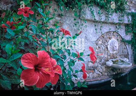 Chinesischer Hibiskus (Hibiscus rosa-sinensis) mit Löwenkopfbrunnen. Botanischer Garten Lucca, Italien. (orto botanico) Stockfoto