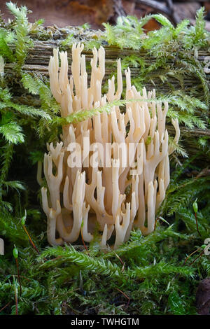 Strenge - Niederlassung Koralle (Ramaria Stricta). kosmopolitische Pilz ungenießbar. Stockfoto