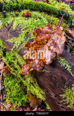 Zusammensetzung der Wald trunk, Moos und Blättern. Moos bedeckt gefallenen Baum Stockfoto