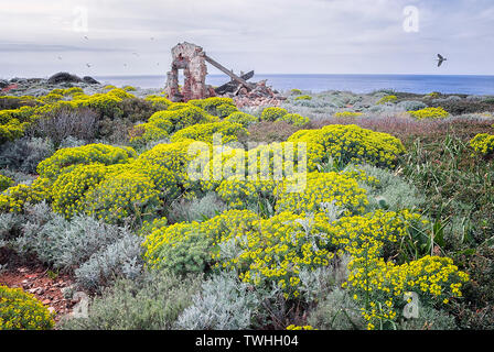 Garrigue Wolfsmilch (Euphorbia dendroides) und Silber ragwort (Senecio zinerarie) im Insel Giannutri, Capel Rosso, Toskanischer Archipel, Toskana, Stockfoto