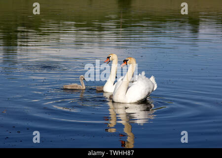 Paar Höckerschwäne (Cygnus olor) mit flaumige Küken (hässliche Entlein) auf See Stockfoto