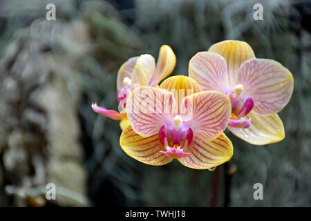 Gelb, Pink und White Orchid Close-up Stockfoto