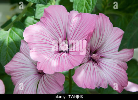Rosa Rose mallow Blume im Garten wächst. Dieser blühenden Sommer Blumen hat rosa-weiß gestreiften Blütenblätter mit subtilen Lichtspiele casting Alkoholgradation Stockfoto