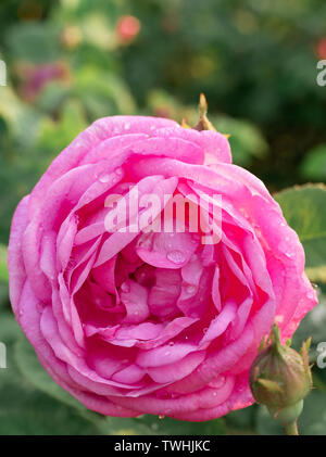 Makro Foto des schönen rosa Rose mit Wassertropfen nach dem Regen. Knospe Blüte auf einem Zweig mit einem grünen Hintergrund. Stockfoto