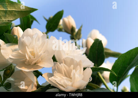 Schöne jasmin Blüte gegen den blauen Himmel in warmen Abend Sonnenuntergang Licht der Sommergarten. Close-up. Stockfoto