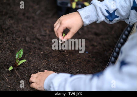 Detailansicht der Kleinkind Kind einpflanzen junge zuckerrüben Sämling in einen fruchtbaren Boden. Stockfoto