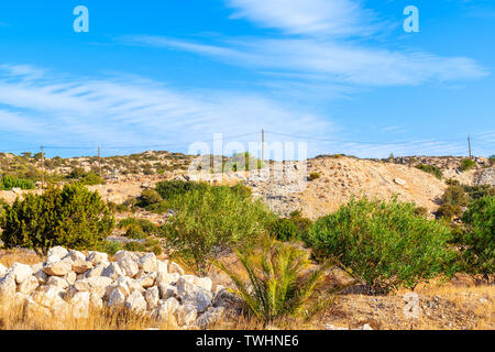 Grüne Pflanzen an der Küste der Insel Karpathos, Griechenland Stockfoto