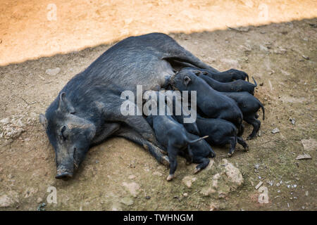 Schwein in das Dorf in der Nähe der Phongsali, Laos, Asien Stockfoto
